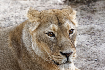 Fototapeta na wymiar Asiatic lion, female