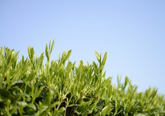 新芽が出たお茶畑