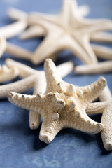Starfishes on the blue surface