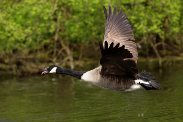 Canada Goose, Branta canadensis
