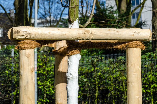 Jungbaum an Pf&auml;hlen gebunden