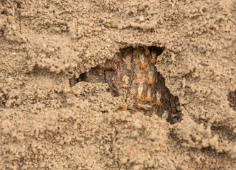 termite in old wood
