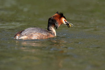 Great Crested Grebe, Podiceps cristatus