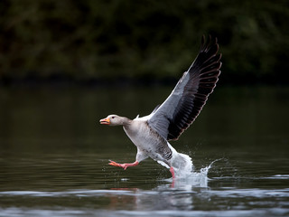Greylag goose (Anser anser)