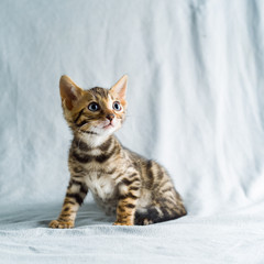 Fototapeta na wymiar Leopard cat kitten