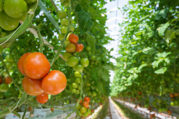 Ripening tomatoes in a Dutch hothouse