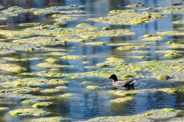 Teichralle schwimmt auf See