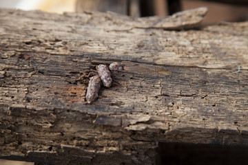 old wooden background
