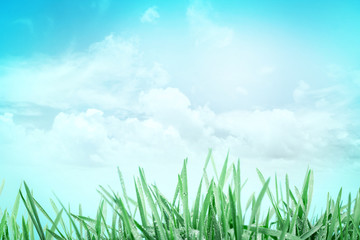 fresh green grass with droplets after the rain with sky