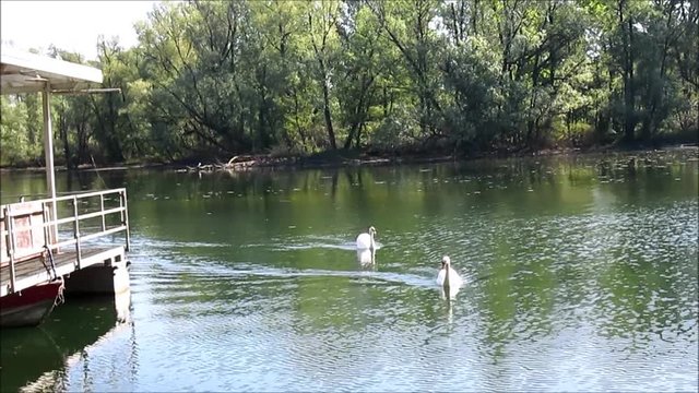Coppia di cigni al lago