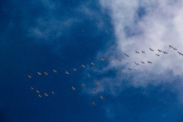 A heavenly blue sky Flock of snow geese (Chen caerulescens) flying in a formation