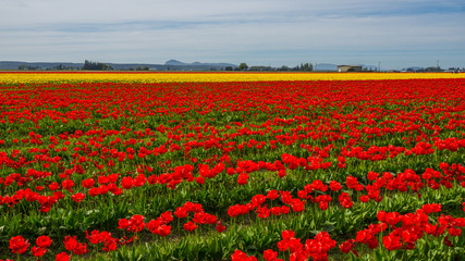 Red field of tulips. Beautiful tulips in the spring. Bright colors of natural flowers. 