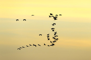 Common cranes (Grus grus) flying at sunset, Lac du Der, Haute Marne, France.