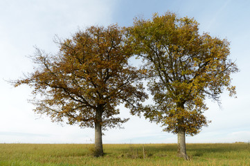 Two trees with autumn foliage in agriculture landscape, Haute Marne, France.