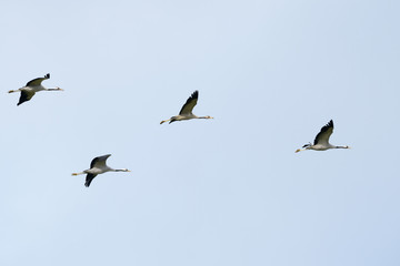 Four Common cranes (Grus grus) flying against blue sky, Lac du Der, Haute Marne, France.