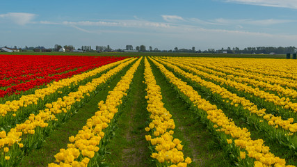 Beautiful tulips in the spring. Variety of spring flowers blooming on fields. Bright colors of natural flowers. Multi-colored field of tulips. 