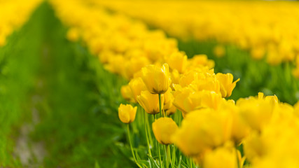 Obraz premium Rows of bright yellow tulips in a field. Beautiful tulips in the spring. Variety of spring flowers blooming on fields.