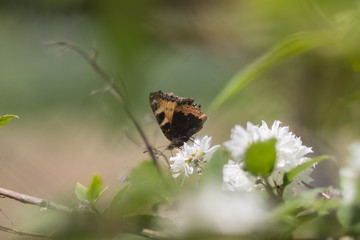 Brown butterfly