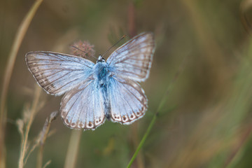 Blue butterfly