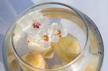 Apricot blooming in a glass vase with water