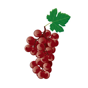 Red grapes. Vector illustration.