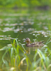 Duck Female on Water Level