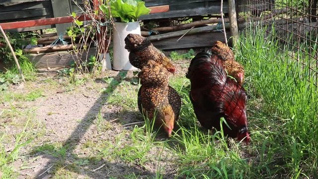 Chickens Wyandotte scratch in the grass