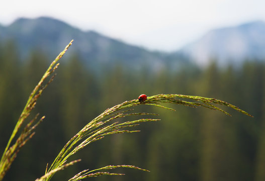 Ladybird on Straw