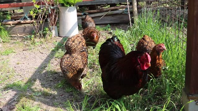 Wyandotte Rooster and his hens in the garden