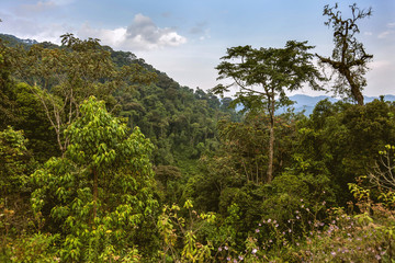 Rainforests and sky. The rainforests which bring a nice landscape with all secrets and trees.
