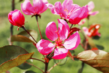 Blooming pink flowers, outdoor