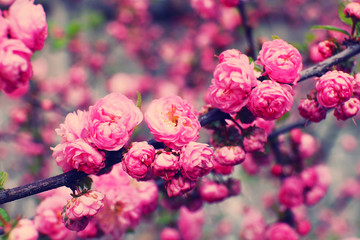 Blooming pink flowers, outdoor