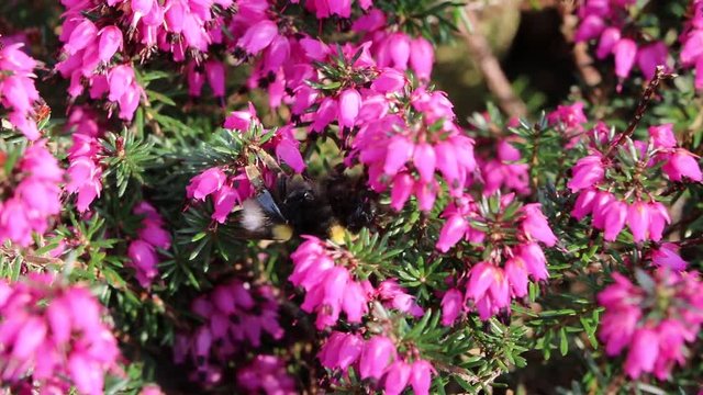 Bumblebee on blooming purple Heather in spring