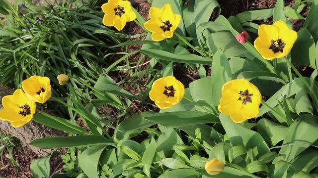 Yellow tulips blooming in the garden in spring