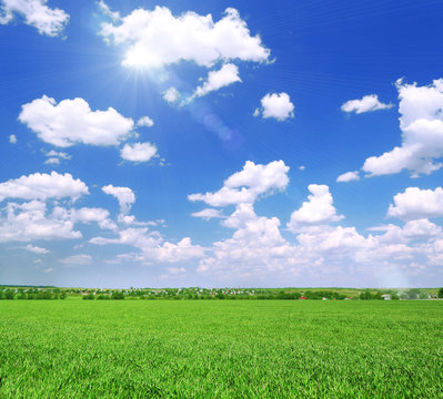 Green spring field