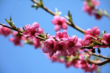 Nectarine blossoms under blue sky in the spring
