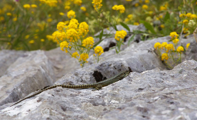 Lizard on the Stone