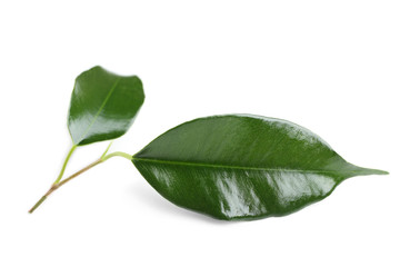 Rubber plant isolated on white