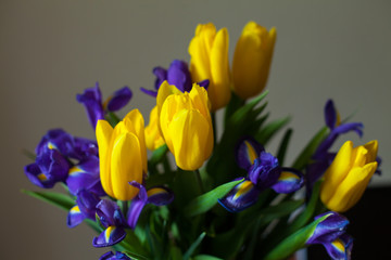 Beautiful violets and tulips