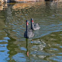 Pair of black swan swimming in the pond