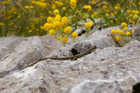 Lizard on the Stone