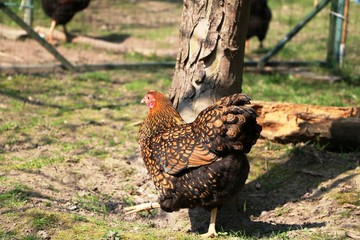 Hen Wyandotte in spring