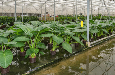 Hydroponic cultivation of Philodendron maximum potted plants