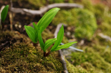 行者にんにくの芽