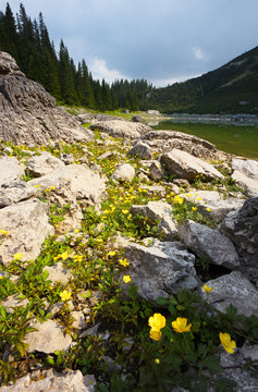 Mountain Lake with Yellow Flowers on Foreground