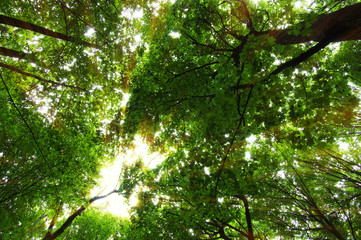 Obraz premium Forest with sunlight