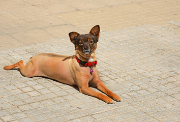 Mischlingshund auf der Straße in Süditalien