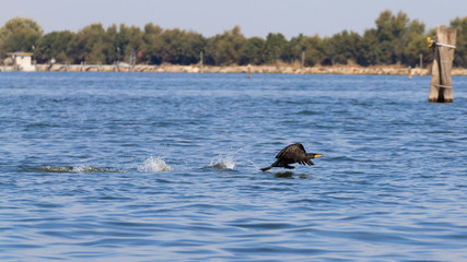 Great black cormorant