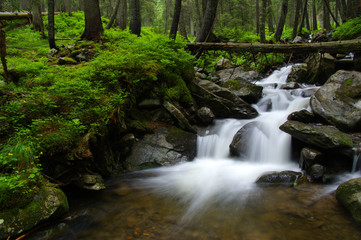 Mountain river in forest.