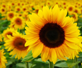  Close up of sunflower